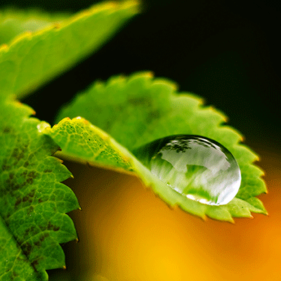 Increase Plant Hydration