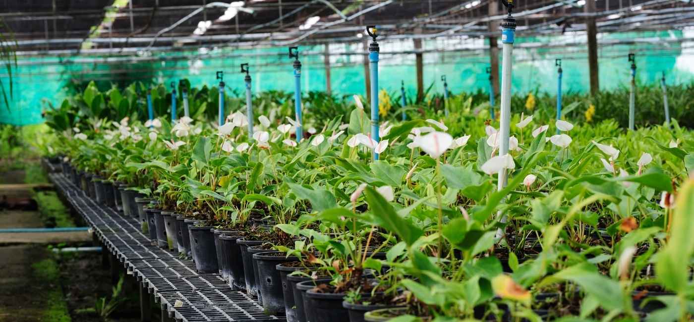 How Wholesale Nurseries Can Take Advantage Of STOCKOSORB® 660 Hydrogel Technology