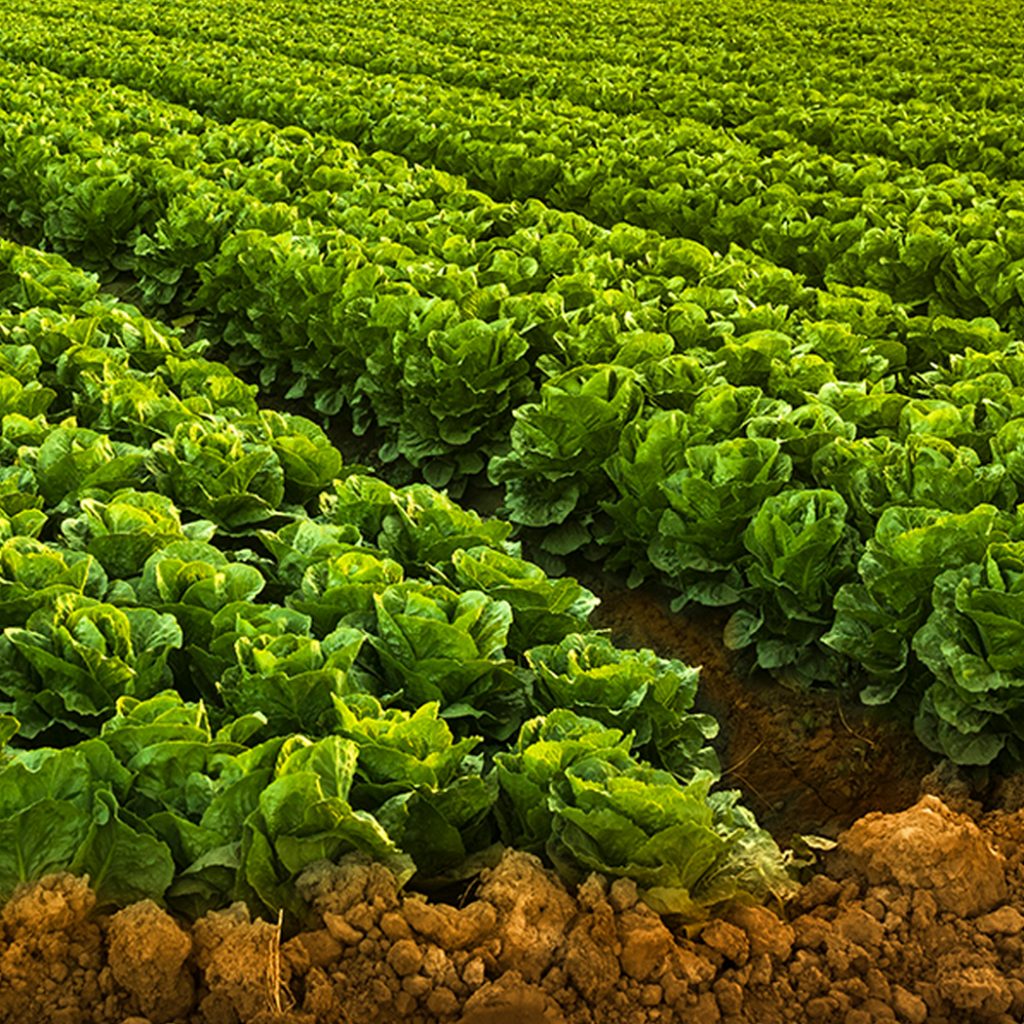 headerimage3lettuce