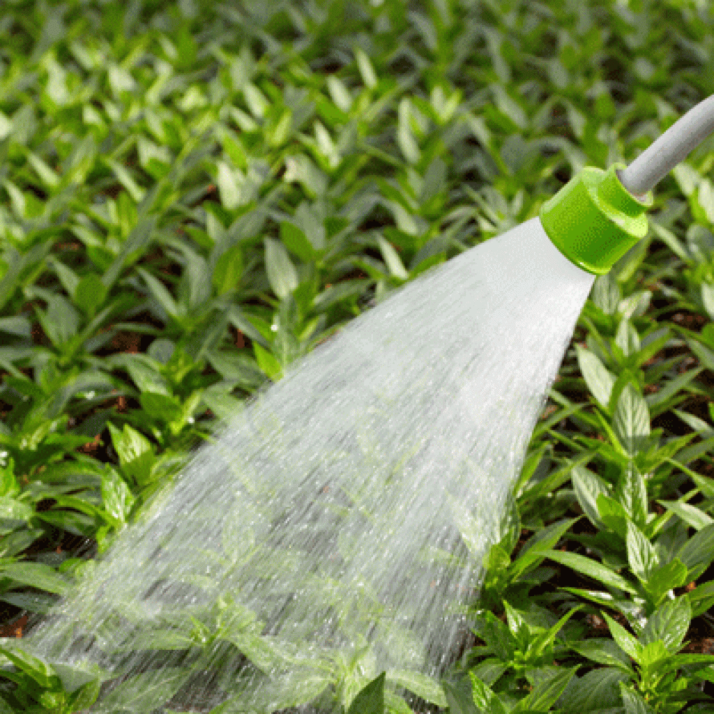 wateringplants
